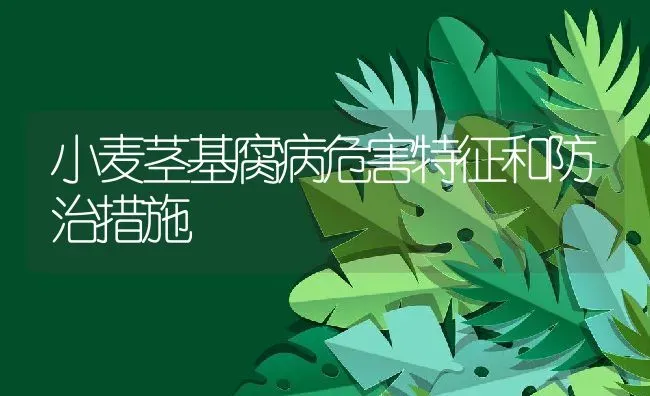 小麦茎基腐病危害特征和防治措施 | 养殖学堂