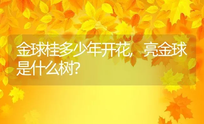 金球桂多少年开花,亮金球是什么树？ | 养殖科普