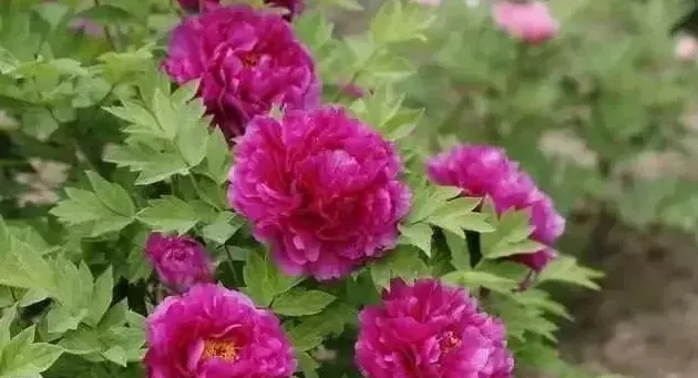 映山红什么季节移栽成活率最高,3月底映山红的移栽方法？