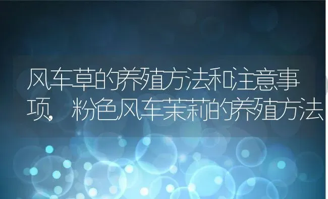 风车草的养殖方法和注意事项,粉色风车茉莉的养殖方法 | 养殖学堂