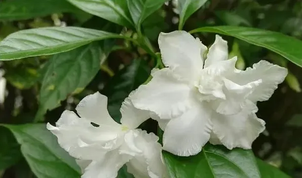水晶茉莉为什么掉蕾 | 农广天地