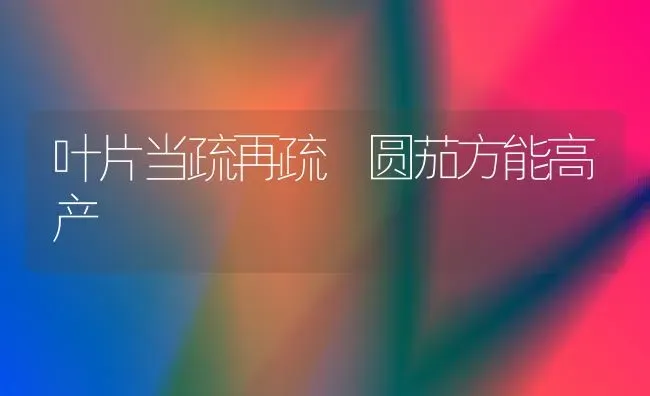 叶片当疏再疏 圆茄方能高产 | 养殖技术大全