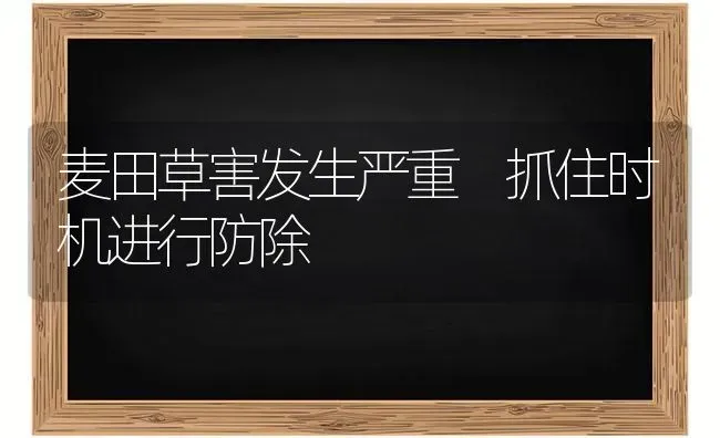 麦田草害发生严重 抓住时机进行防除 | 养殖技术大全