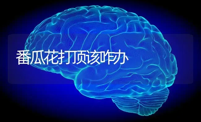 番瓜花打顶该咋办 | 养殖技术大全