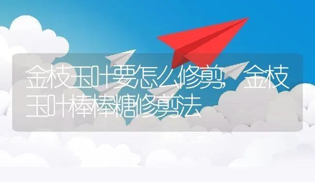 金枝玉叶要怎么修剪,金枝玉叶棒棒糖修剪法 | 养殖学堂