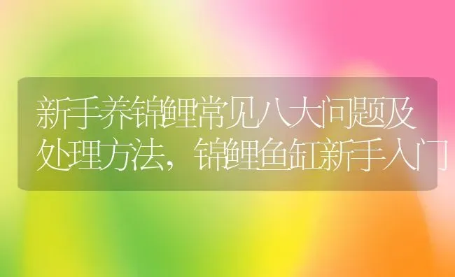 新手养锦鲤常见八大问题及处理方法,锦鲤鱼缸新手入门 | 养殖学堂