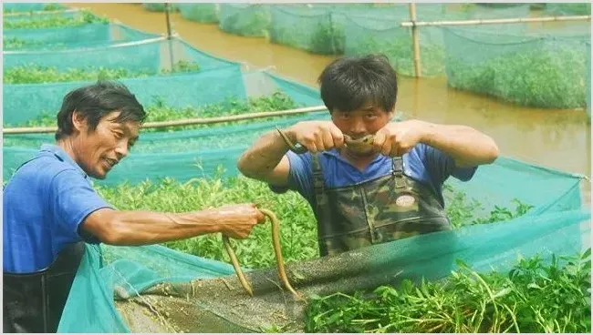 黄鳝养殖安全越冬方法 | 妙招大全