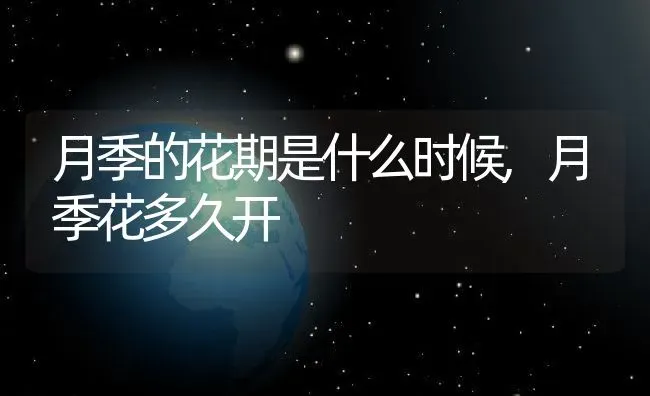 月季的花期是什么时候,月季花多久开 | 养殖学堂