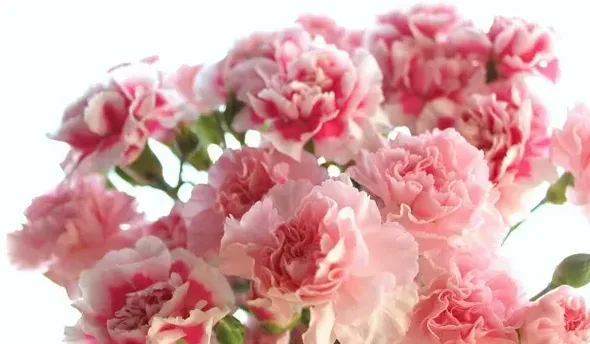 康乃馨鲜花怎么水养,康乃馨醒花后水倒掉吗？