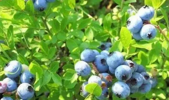 蓝莓树和冬青树的区别 | 生活常识