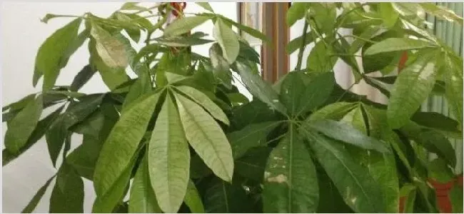五片叶子的植物 | 常识大全