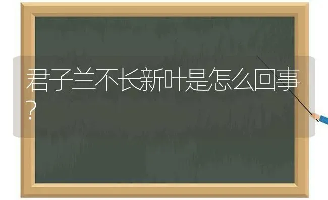 君子兰不长新叶是怎么回事? | 养殖知识