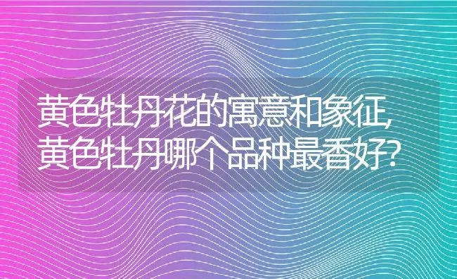 黄色牡丹花的寓意和象征,黄色牡丹哪个品种最香好？ | 养殖科普