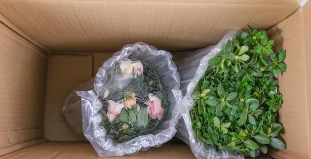 映山红什么季节移栽成活率最高,3月底映山红的移栽方法？