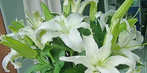 百合花开花后怎么处理,食用百合开花后怎么处理？