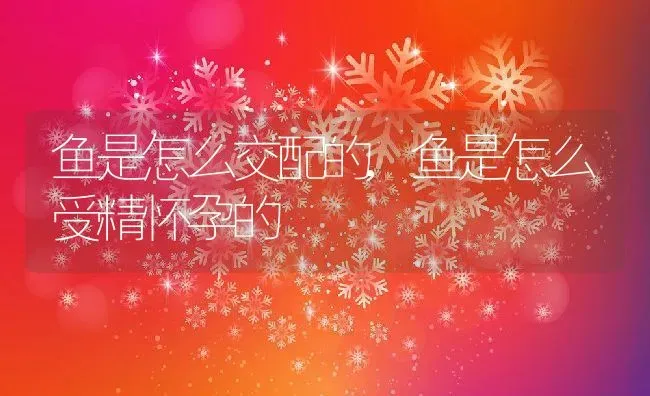 鱼是怎么交配的,鱼是怎么受精怀孕的 | 养殖资料
