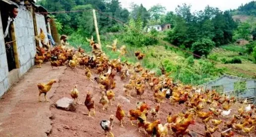 最近在农村出现的一种新骗术，专门骗农民养殖户！ | 常识大全