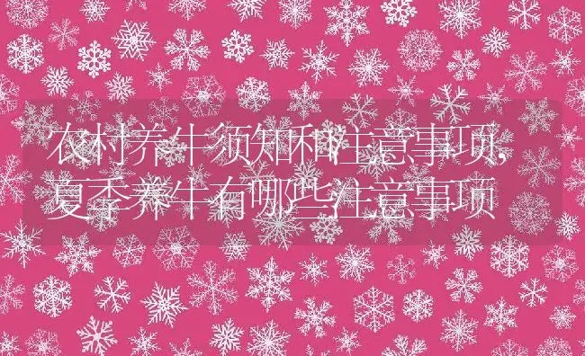 农村养牛须知和注意事项,夏季养牛有哪些注意事项 | 养殖学堂