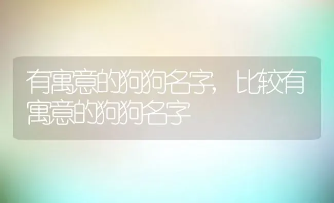 有寓意的狗狗名字,比较有寓意的狗狗名字 | 养殖科普