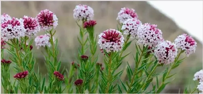 狼毒花是什么花 | 农广天地