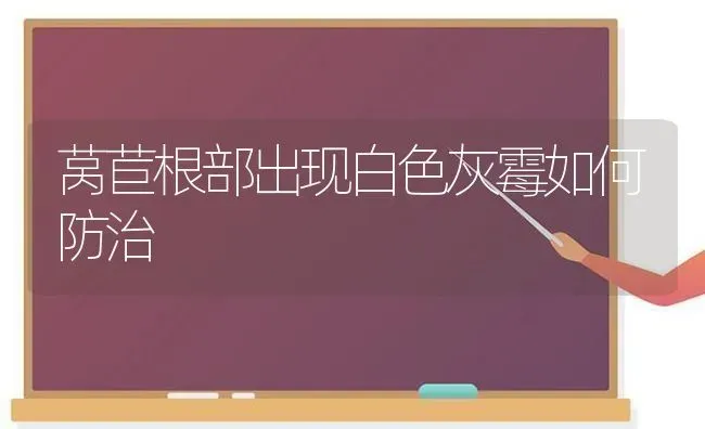 莴苣根部出现白色灰霉如何防治 | 养殖技术大全