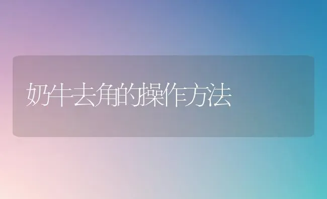 奶牛去角的操作方法 | 养殖知识