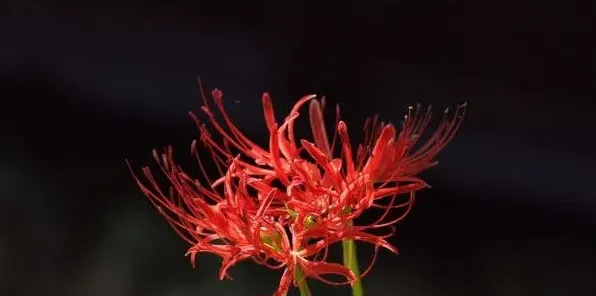 分手送什么花 | 常识大全