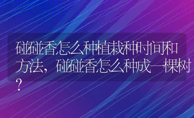 碰碰香怎么种植栽种时间和方法,碰碰香怎么种成一棵树？ | 养殖科普