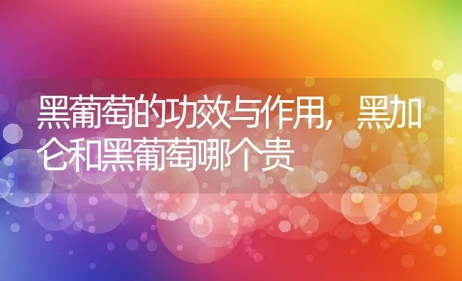 黑葡萄的功效与作用,黑加仑和黑葡萄哪个贵 | 养殖学堂