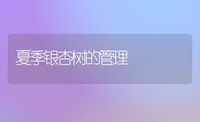 夏季银杏树的管理 | 养殖知识