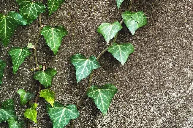 楼顶适合种什么爬藤植物耐晒,楼顶花卉有哪些适合养的？