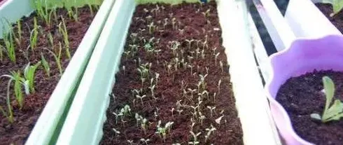 椰糠土适合种哪些植物,椰糠能种平菇吗？