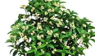 客厅放什么最旺宅的植物,客厅沙发旁边放什么植物好？