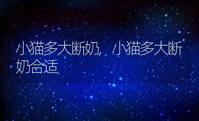 小猫多大断奶,小猫多大断奶合适 | 养殖科普