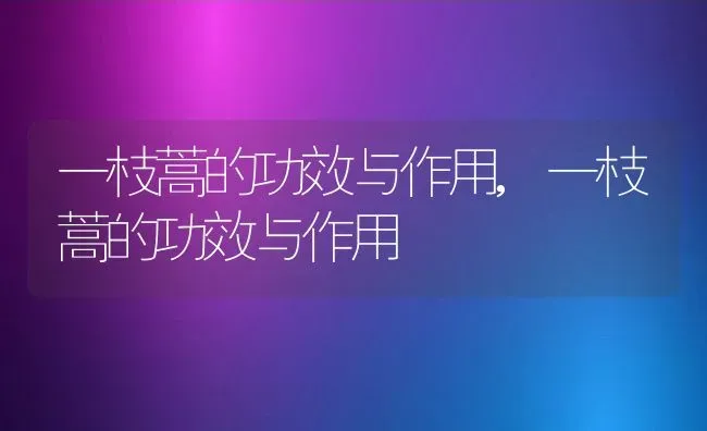 一枝蒿的功效与作用,一枝蒿的功效与作用 | 养殖科普