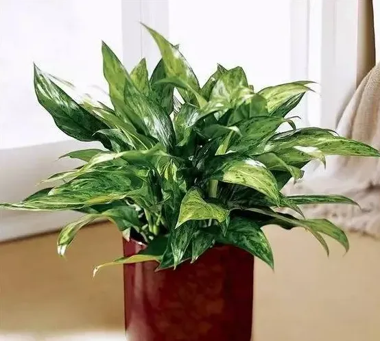花叶万年青,花叶万年青怎么能枝繁叶茂？