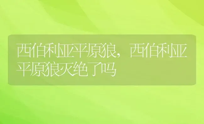 西伯利亚平原狼,西伯利亚平原狼灭绝了吗 | 养殖资料