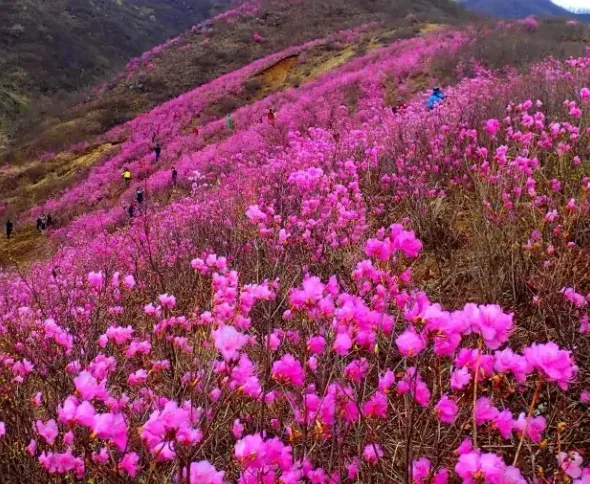 映山红什么时候开花,映山红一年四季都开吗？