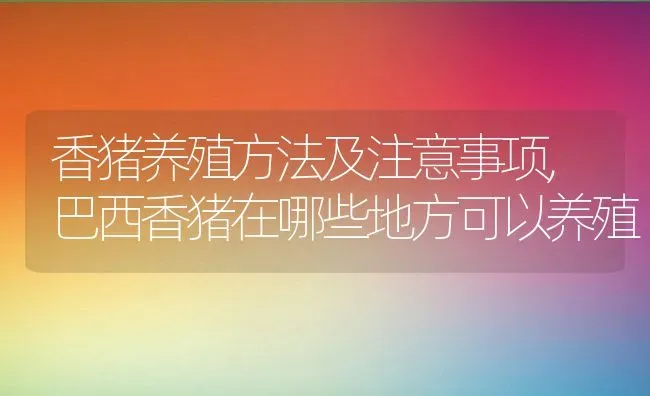 香猪养殖方法及注意事项,巴西香猪在哪些地方可以养殖 | 养殖学堂