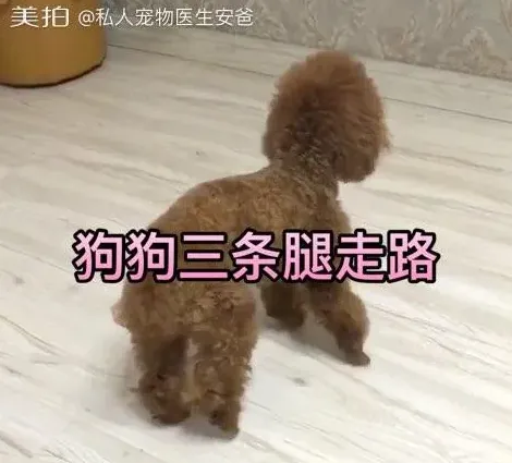 十个泰迪九个髌骨脱位,泰迪犬髌骨脱位四级，能治好吗？