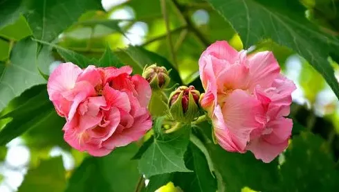 木芙蓉什么时候开花,什么花是十月以后开花？