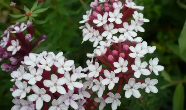 狼毒花是什么花 | 农广天地