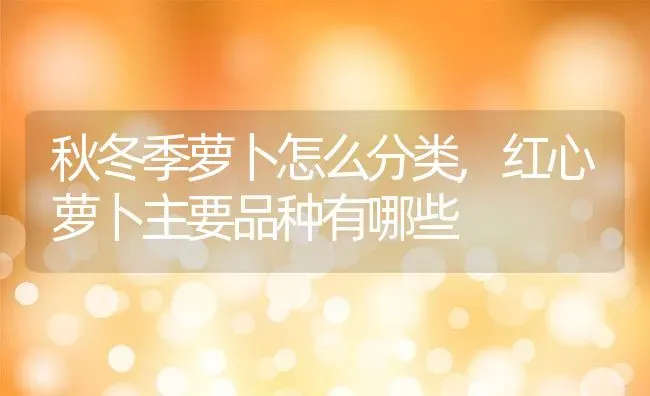秋冬季萝卜怎么分类,红心萝卜主要品种有哪些 | 养殖学堂