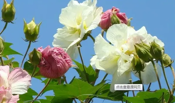 木槿和芙蓉花的区别 | 实用知识