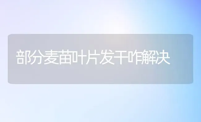 部分麦苗叶片发干咋解决 | 养殖技术大全