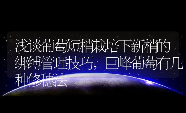 浅谈葡萄短梢栽培下新梢的绑缚管理技巧,巨峰葡萄有几种修穗法 | 养殖学堂