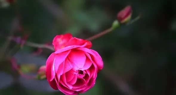 月季和玫瑰的区别在哪里,中国古老月季种与玫瑰的区别？