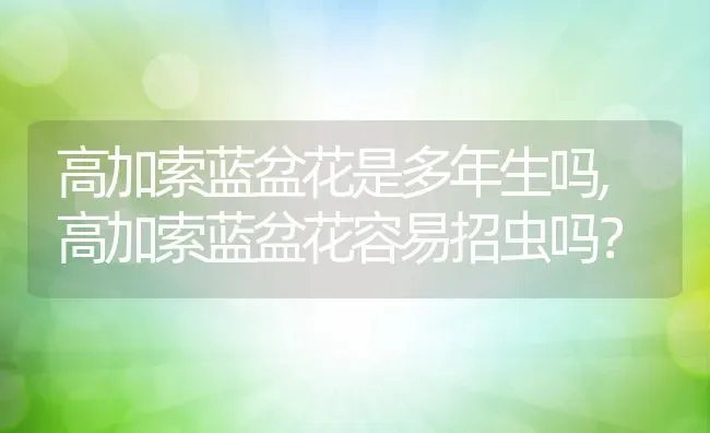 高加索蓝盆花是多年生吗,高加索蓝盆花容易招虫吗？ | 养殖科普