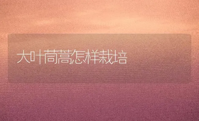 大叶茼蒿怎样栽培 | 养殖技术大全