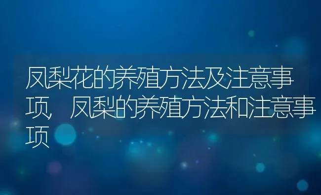 凤梨花的养殖方法及注意事项,凤梨的养殖方法和注意事项 | 养殖学堂